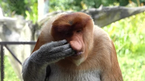 Male Proboscis monkey (Nasalis larvatus) itching nose in Labuk Bay, Sabah, Borneo, Malaysia. Proboscis monkeys are endemic to the island of Borneo.