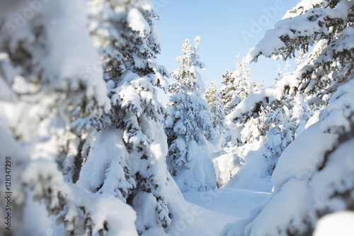 Snow-covered spruces. Winter forest. Ural landscape