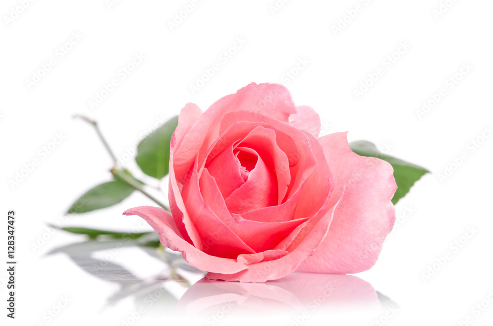 beautiful single pink rose lying down on a white background beautiful single pink rose lying down on a white background