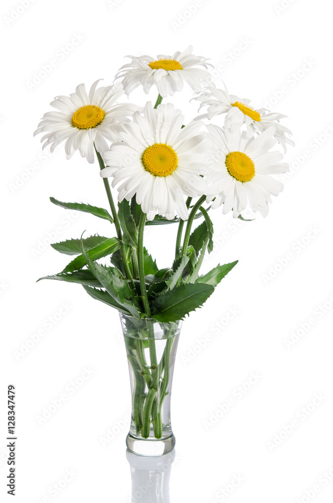 bouquet of daisies in glass vase on white background