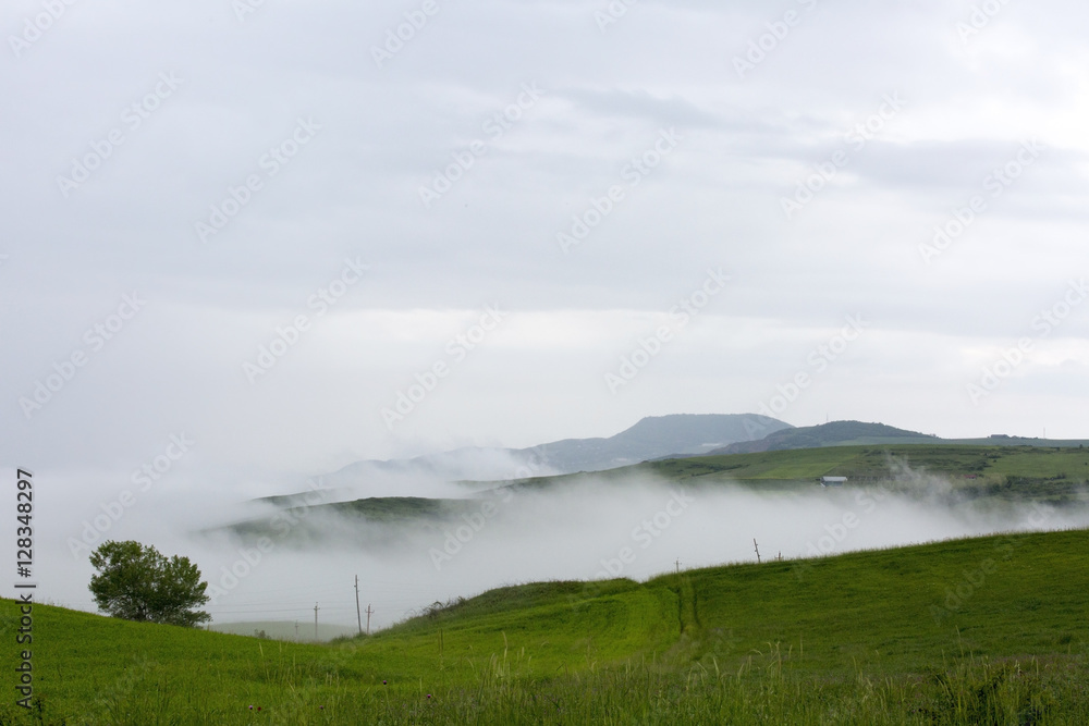 Fog Mountain Grass