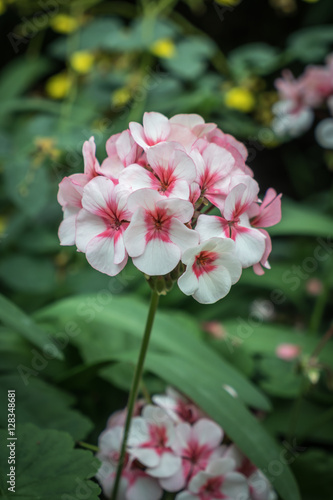 Fototapeta Naklejka Na Ścianę i Meble -  White and pink flower