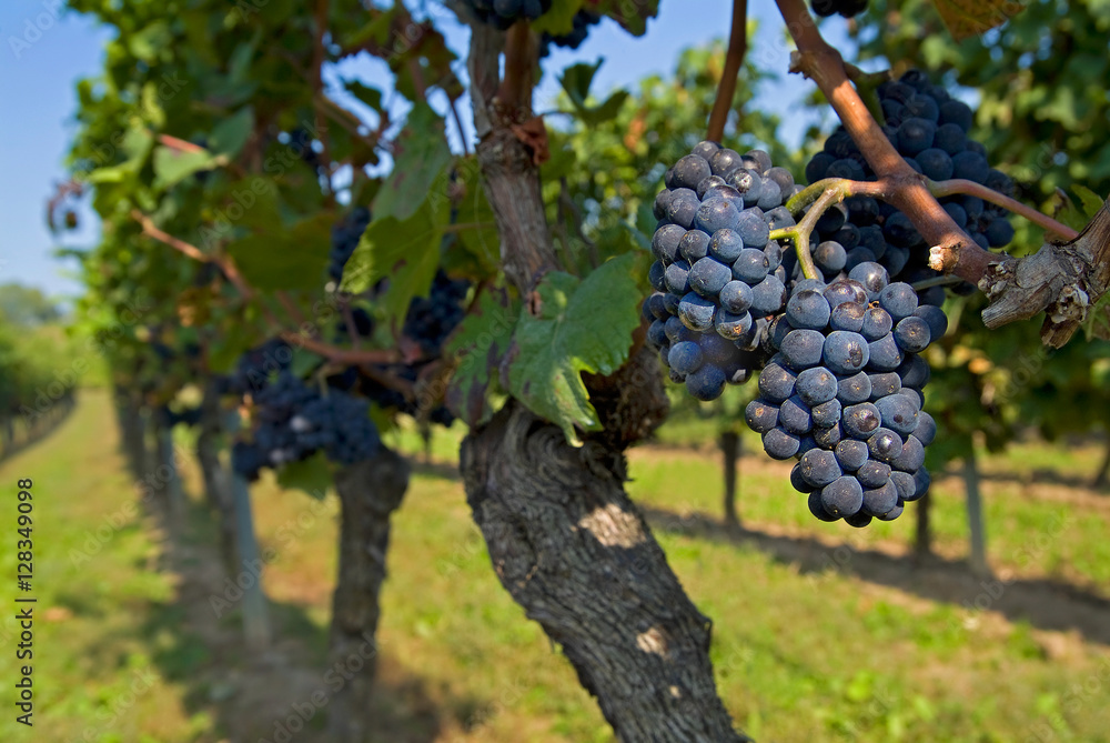 Rotwein Trauben