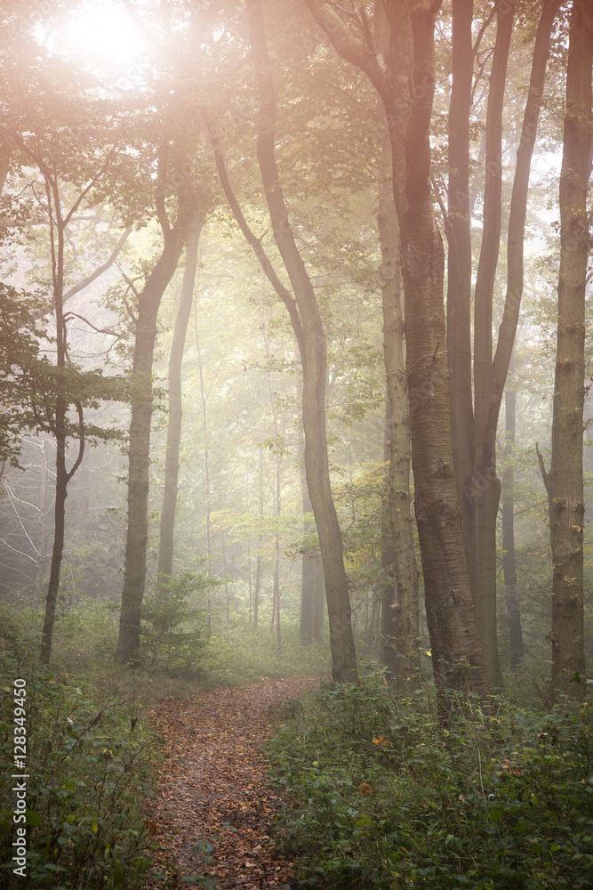 Obraz premium Stunning colorful vibrant evocative Autumn Fall foggy forest lan