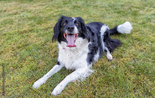 Friendly cross breed dog on grass