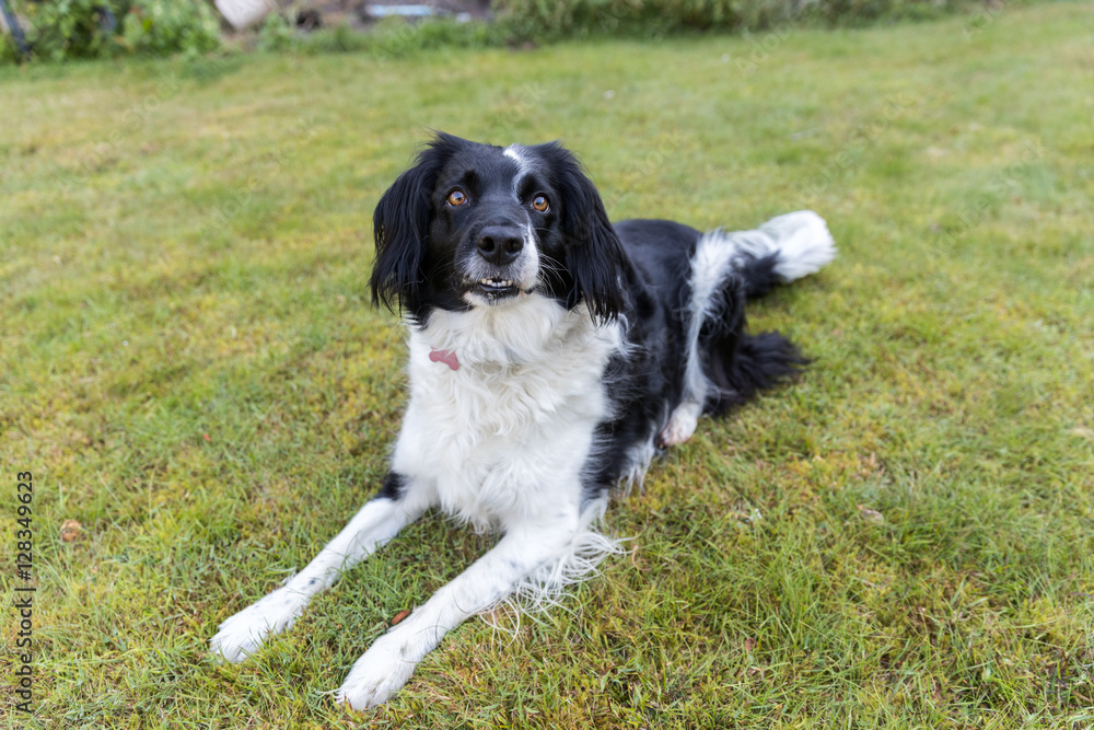 Friendly cross breed dog on grass