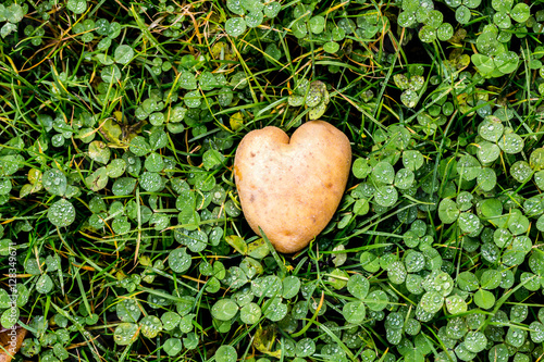 Heart shaped potato on green grass background