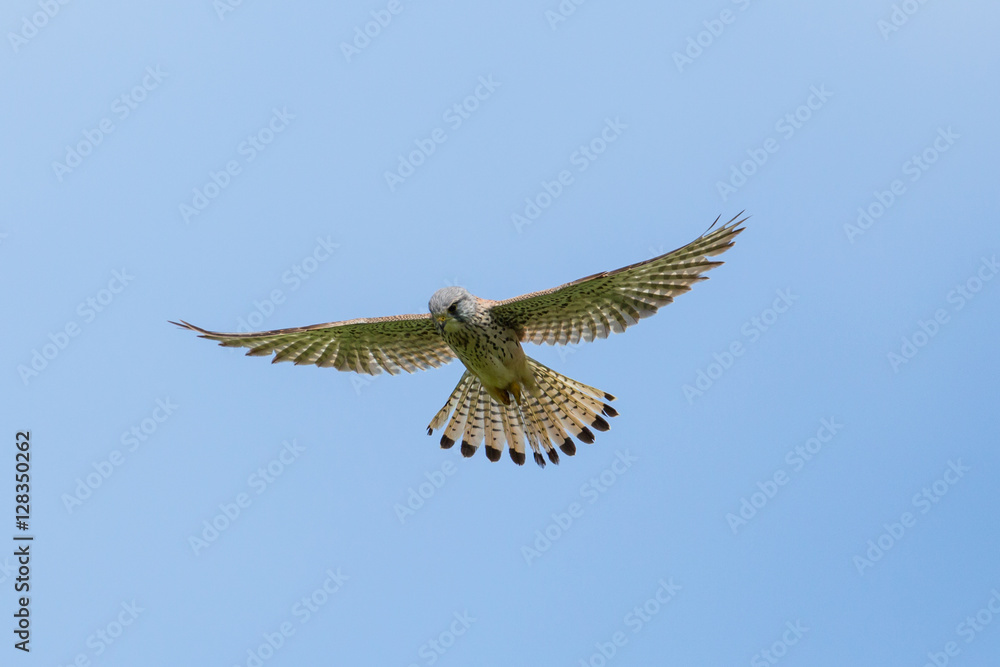 Common kestrel (Falco tinnunculus) during stationary flight Common kestrel (Falco tinnunculus) during stationary flight