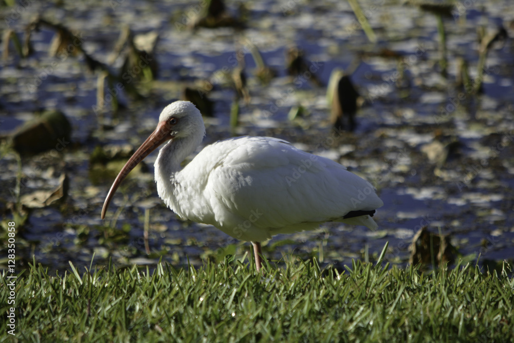 Fototapeta premium egret3