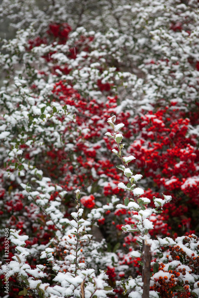 red fruit of tree with snow in wild, in snowy day red fruit of tree with snow in wild, in snowy day