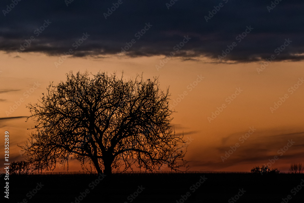 Baum als Silhouette vor Abendhimmel