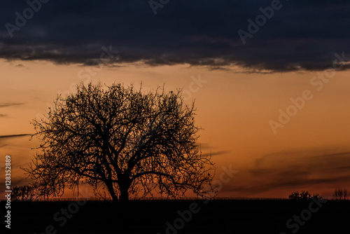 Baum als Silhouette vor Abendhimmel