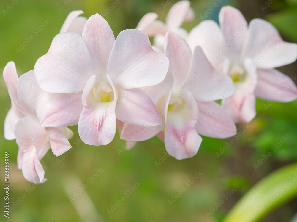 White orchids. beautiful Flower of Thailand. White orchids. beautiful Flower of Thailand.