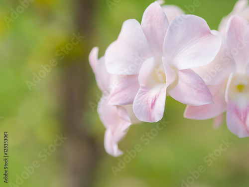 Fototapeta Naklejka Na Ścianę i Meble -  White orchids. beautiful Flower of Thailand.