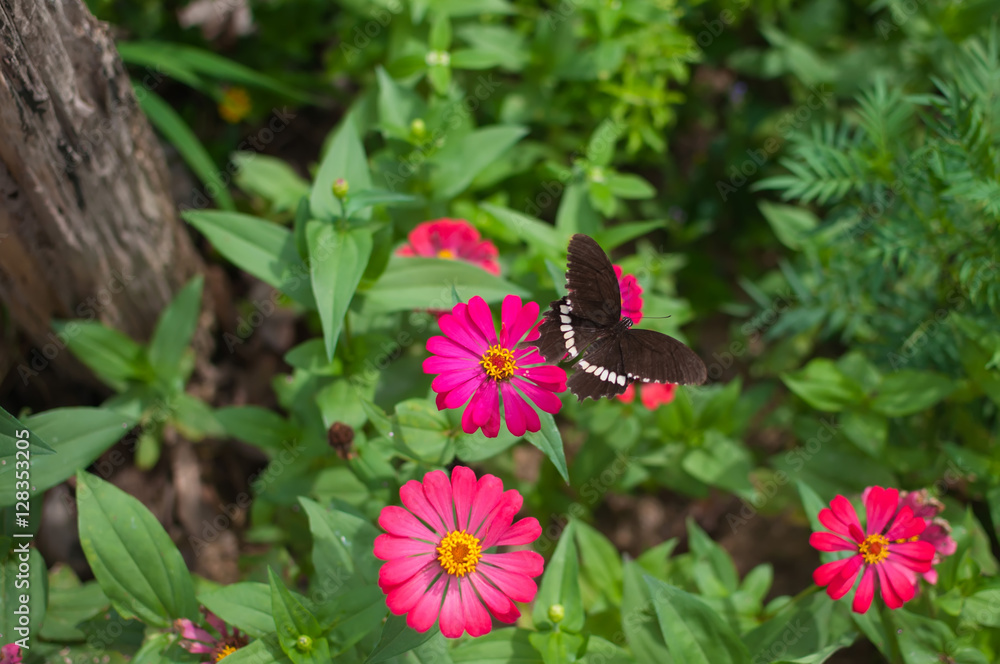 Fototapeta premium Beautiful butterfly on a flower.