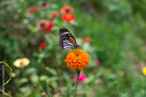 Beautiful butterfly on a flower.