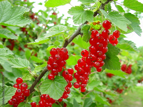 Rote Johannisbeeren