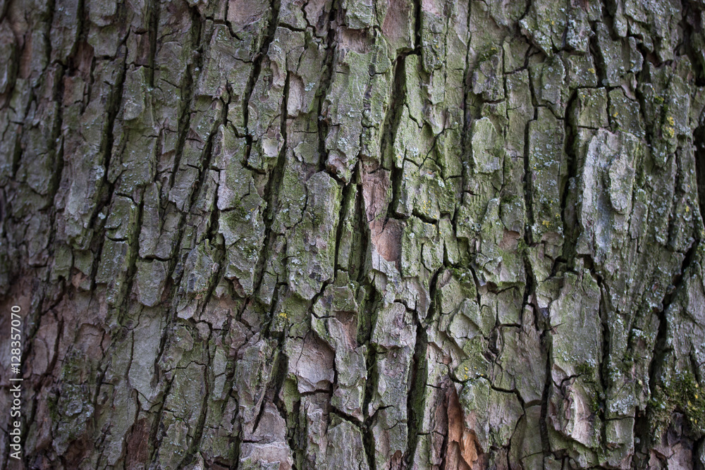 big old tree texured bark with moss background big old tree texured bark with moss background