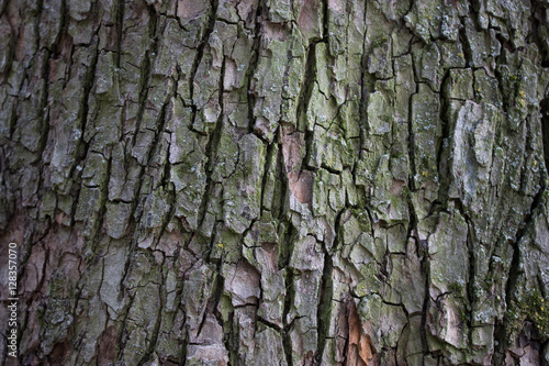 big old tree texured bark with moss background