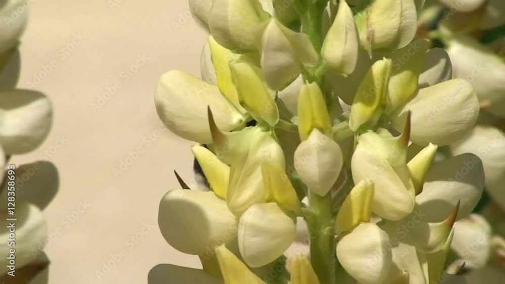 Eine an den Hinterbeinen schwer mit Blütenstaub bepackte Hummel krabbelt auf der gelben Lupine Eine an den Hinterbeinen schwer mit Blütenstaub bepackte Hummel krabbelt auf der gelben Lupine