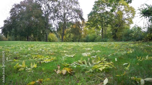 meadow in autumn photo