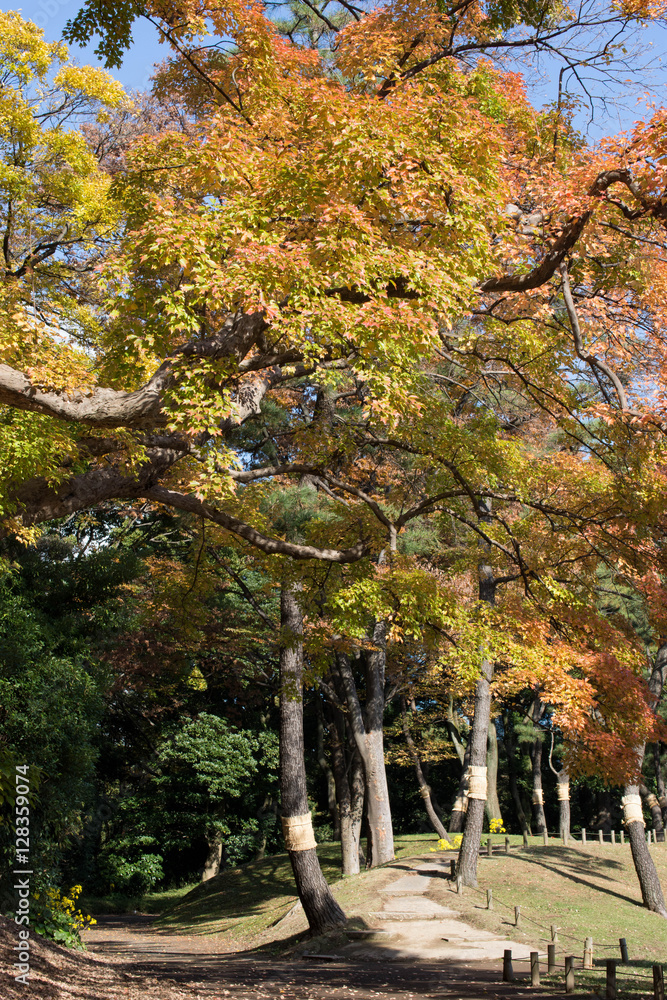 Naklejka premium 日本庭園の散策道