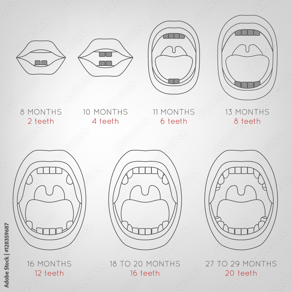 Baby First Teeth Chart Baby First Teeth Chart