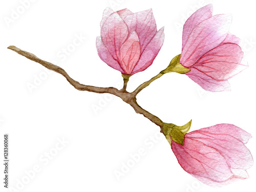 watercolor blooming branch of magnolia tree with three flowers. hand drawn botanical illustration.