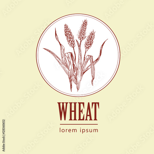 bakery vintage bread or beer logo with wheat