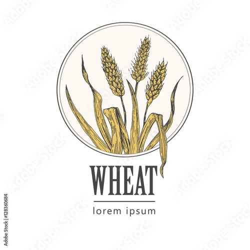 bakery vintage bread or beer logo with wheat