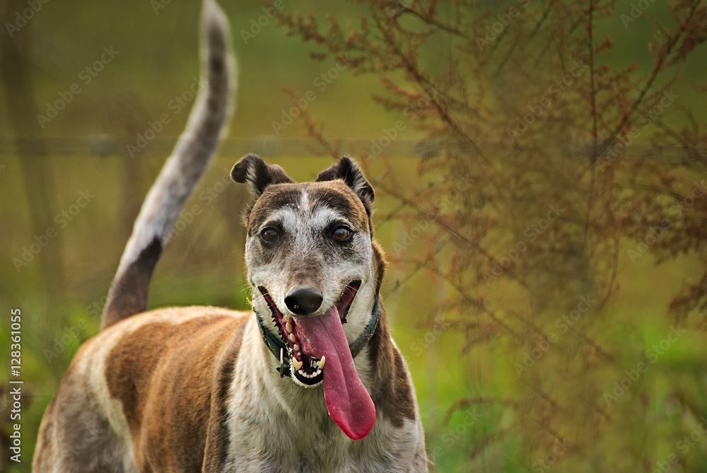 Happy greyhound outdoor 