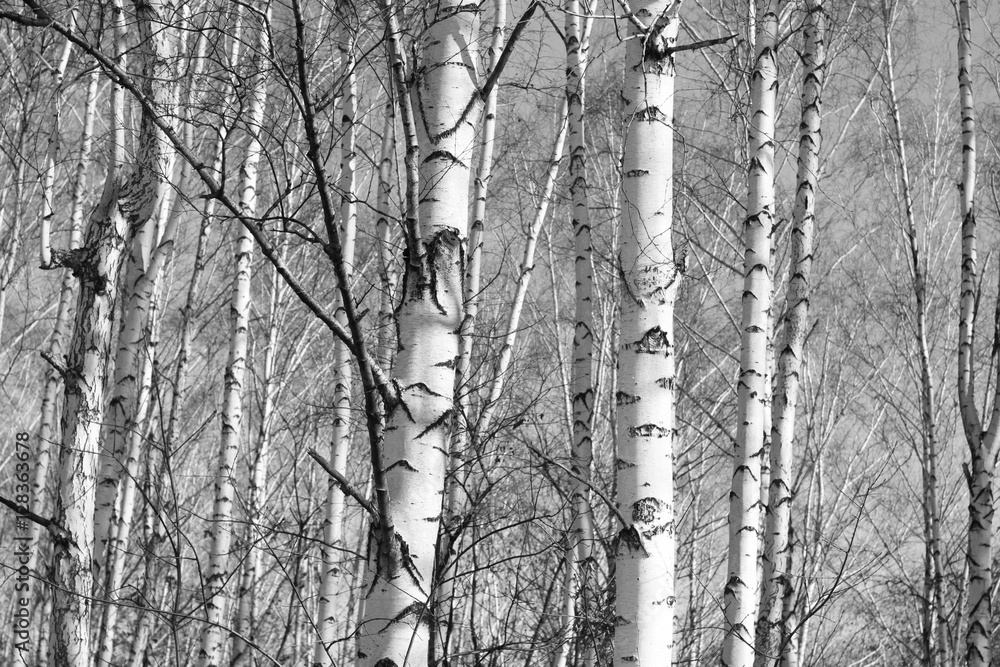 birch forest, black-white photo, autumn landscape birch forest, black-white photo, autumn landscape