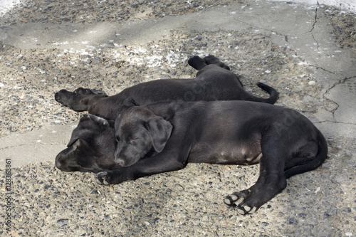 Dogs in Palaiokastritsa. Greece