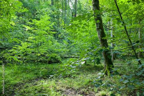 Deciduous natural stand in summer