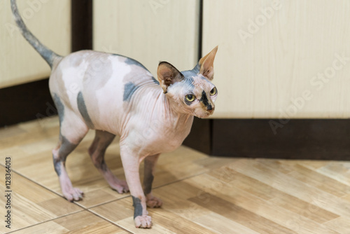 Fotografie Mottled Peterbald on kitchen floor
