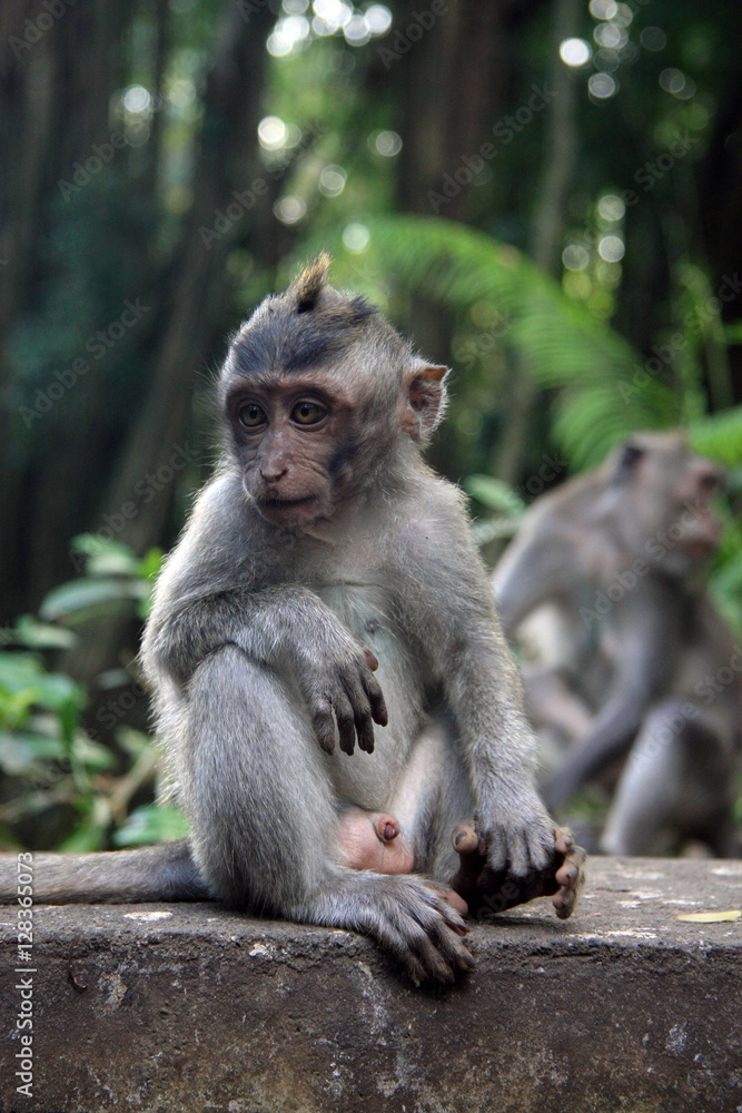 Balinese Monkey in Ubud Monkey forest, Bali