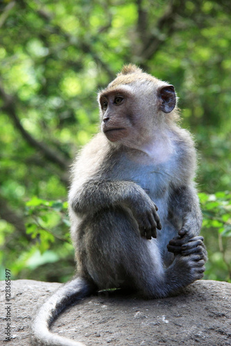 Balinese Monkey in Ubud Monkey forest, Bali © JHMimaging