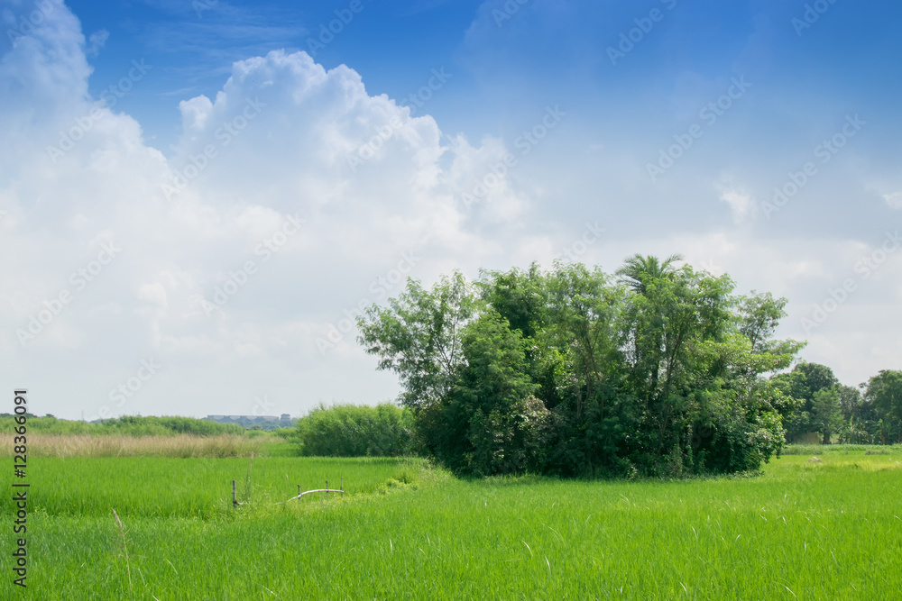 Rural landscape of paddy field Rural landscape of paddy field