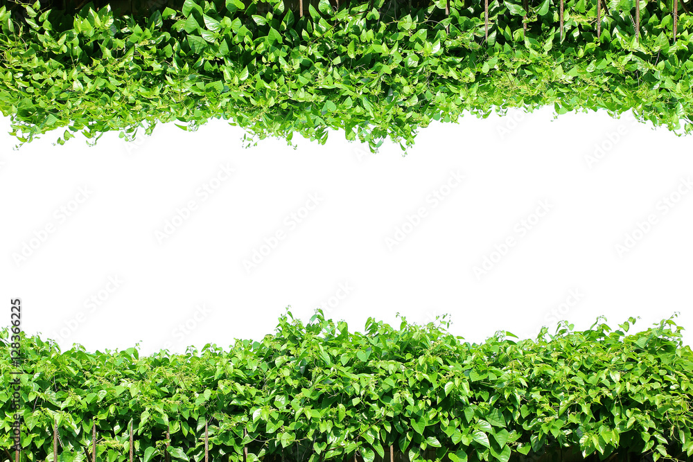 Fence green leaves, fresh plant frame border, vines wall garden, tree isolated