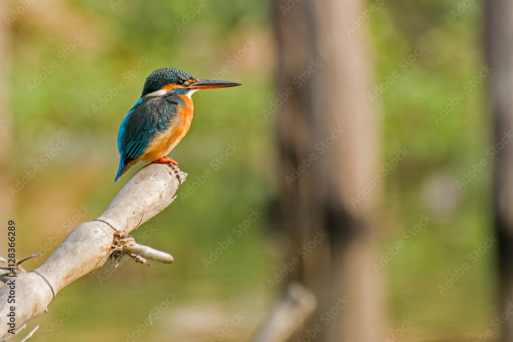 Common kingfisher (Alcedo atthis) sitting on tree branch Common kingfisher (Alcedo atthis) sitting on tree branch