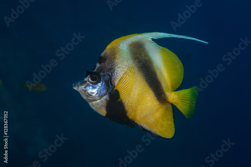 Red Sea bannerfish profile photo