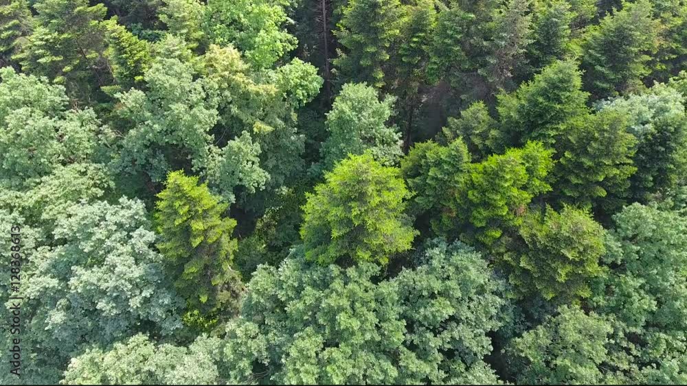 Aerial View. Flying over the beautiful mountain River and beautiful forest. Aerial camera shot.Ukraine Aerial View. Flying over the beautiful mountain River and beautiful forest. Aerial camera shot.Ukraine