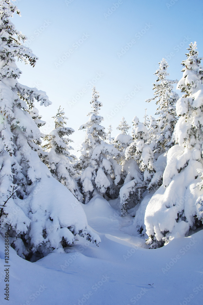 Snow-covered spruces. Winter forest. Ural landscape Snow-covered spruces. Winter forest. Ural landscape