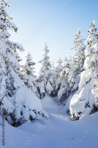 Snow-covered spruces. Winter forest. Ural landscape © Crazy nook
