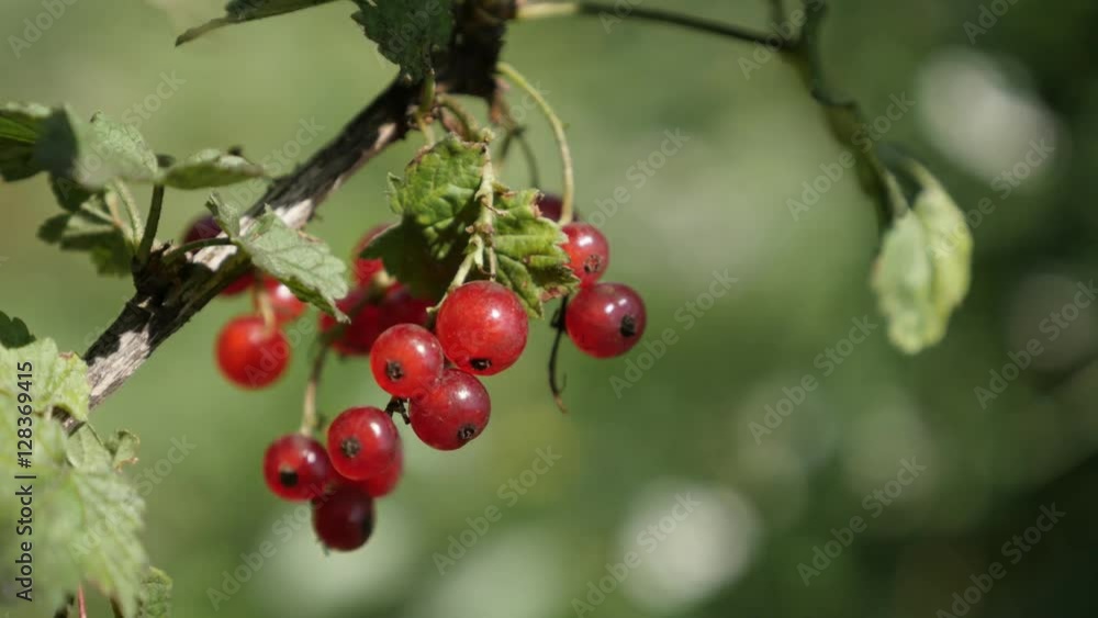 Deciduous shrub of tasty redcurrant red berries shallow DOF 4K 2160p 30fps UltraHD footage - Healthy fruit Ribes rubrum plant natural close-up 3840X2160 UHD video Deciduous shrub of tasty redcurrant red berries shallow DOF 4K 2160p 30fps UltraHD footage - Healthy fruit Ribes rubrum plant natural close-up 3840X2160 UHD video