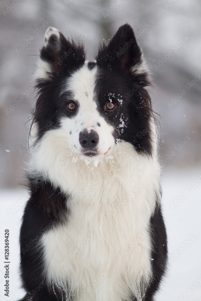 Border collie portrait in winter