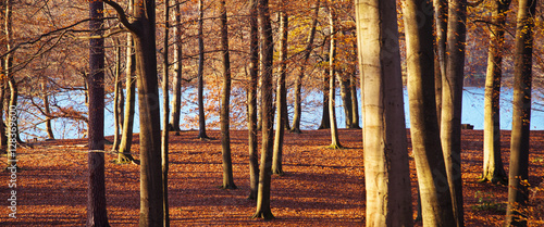 Photography Wald