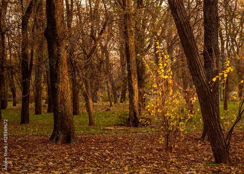 Colorful foliage in the autumn park. Golden leaves on branch, autumn wood with sun rays, beautiful landscape. Autumn. Fall. Autumnal Park. Autumn Trees and Leaves.