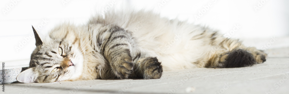 Naklejka premium brown long haired cat of siberian breed lying in the garedn