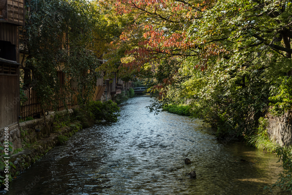 Fototapeta premium Jesienią szemra Kyoto Gion